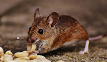 24 Hour & Emergency Exterminators in AT&T, VA